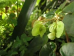 Begonia leptotricha (7)