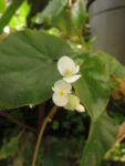 Begonia leptotricha (6)
