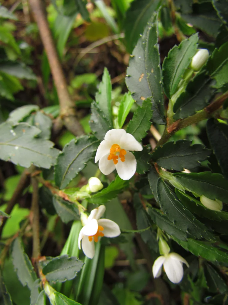 Begonia itatinensis (10)