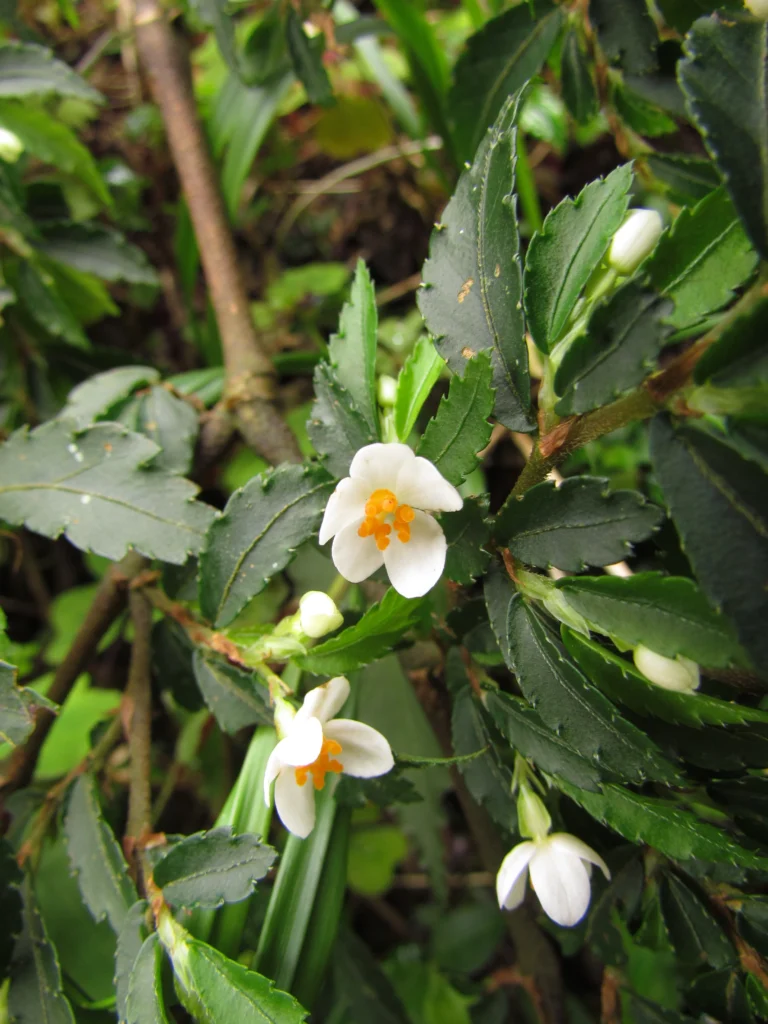 Begonia itatinensis (11)