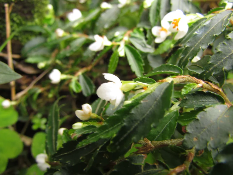 Begonia itatinensis (8)