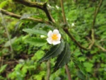 Begonia itatinensis (7)