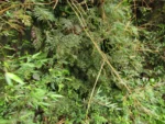 Begonia itatinensis (3)