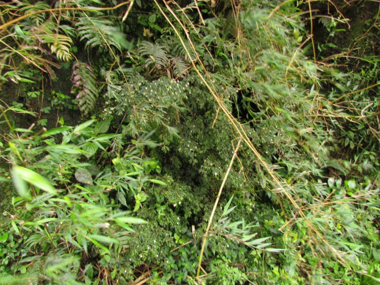 Begonia itatinensis (3)