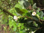 Begonia itatinensis (2)
