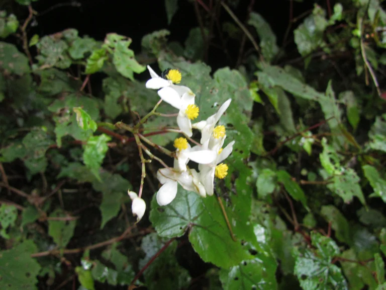 Begonia isopterocarpa (38)