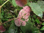 Begonia isopterocarpa (36)
