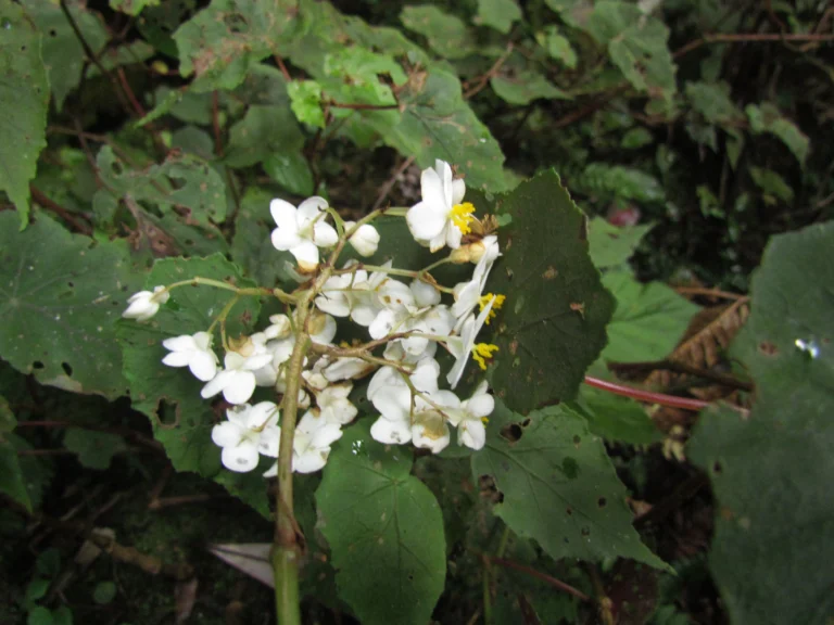 Begonia isopterocarpa (37)