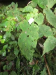 Begonia isopterocarpa (25)