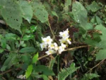 Begonia isopterocarpa (20)