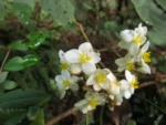 Begonia isopterocarpa (21)