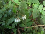 Begonia isopterocarpa (19)