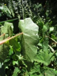 Begonia isopterocarpa (17)