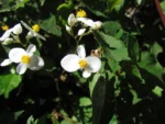Begonia isopterocarpa (13)