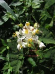 Begonia isopterocarpa (10)