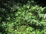 Begonia isopterocarpa (8)