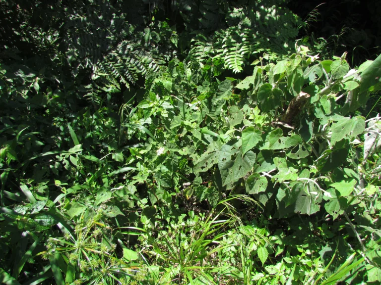 Begonia isopterocarpa (8)