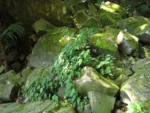 Begonia isopterocarpa (1)