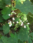 Begonia isopterocarpa (2)