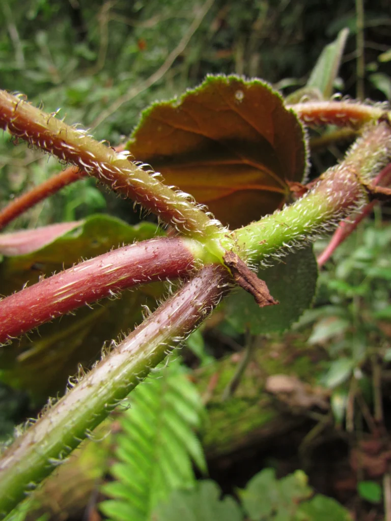 Begonia hammoniae (28)