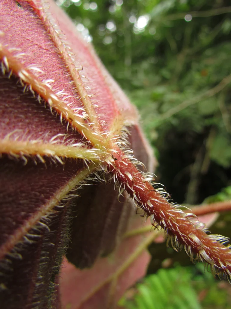 Begonia hammoniae (29)