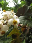 Begonia hammoniae (22)