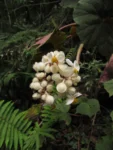 Begonia hammoniae (20)