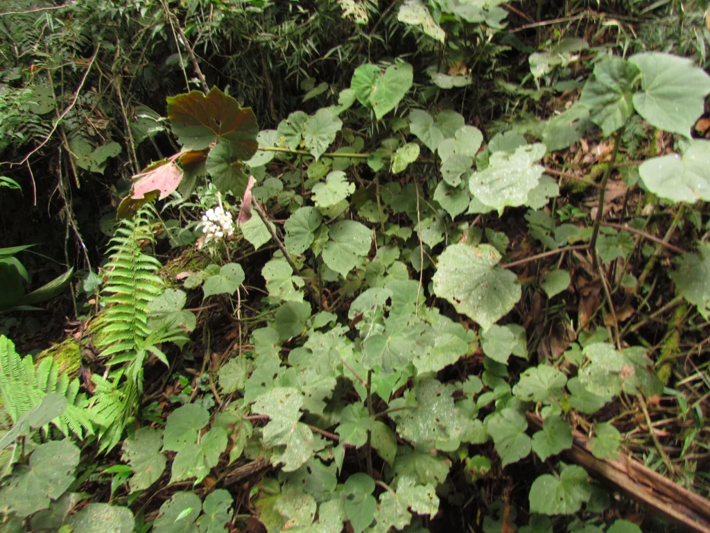 Begonia hammoniae (19)