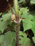 Begonia hammoniae (16)