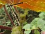 Begonia hammoniae (14)