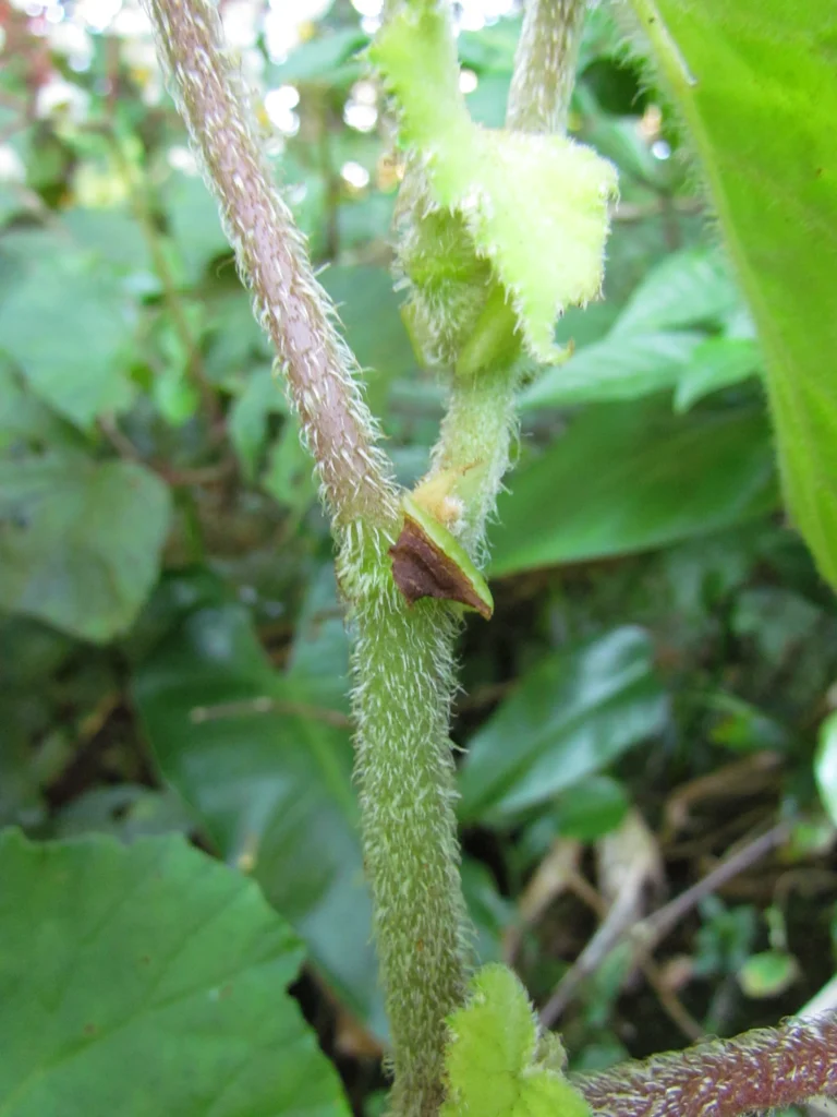 Begonia hammoniae (11)