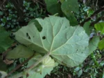 Begonia hammoniae (10)