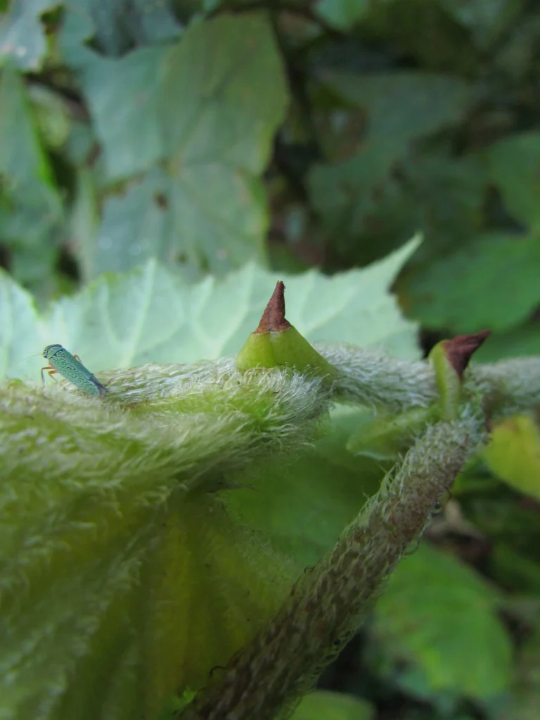 Begonia hammoniae (9)
