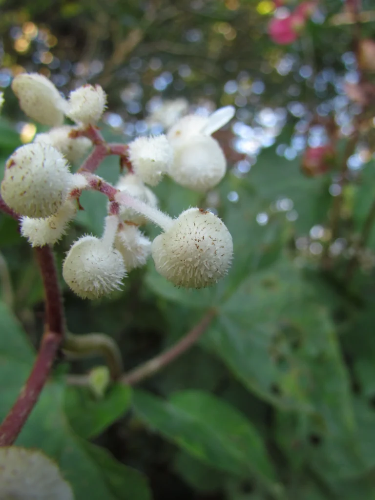 Begonia hammoniae (5)