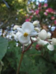 Begonia hammoniae (4)