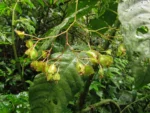 Begonia fuscocaulis (84)