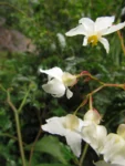 Begonia fuscocaulis (82)