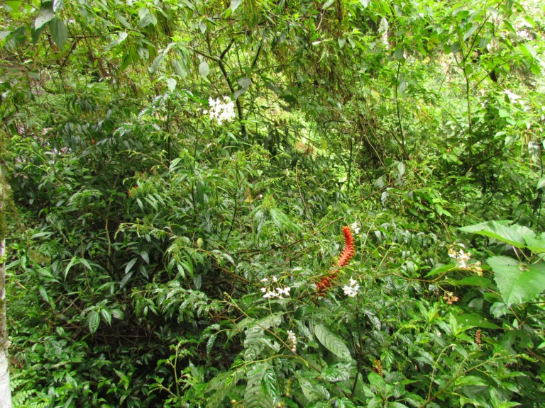 Begonia fuscocaulis (80)