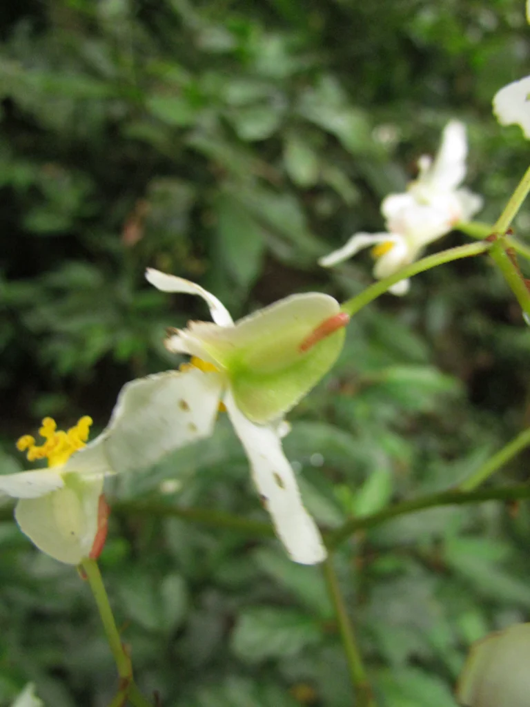Begonia fuscocaulis (73)