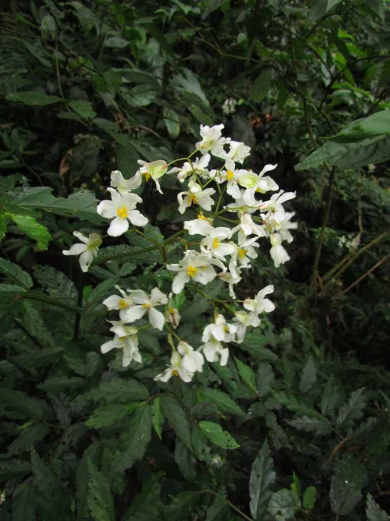 Begonia fuscocaulis (70)
