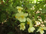 Begonia fuscocaulis (63)
