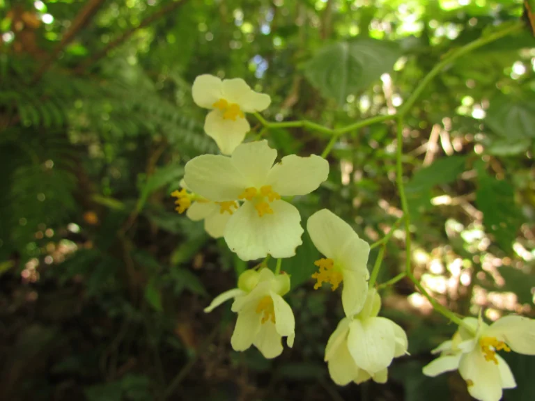 Begonia fuscocaulis (63)