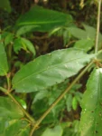 Begonia fuscocaulis (58)