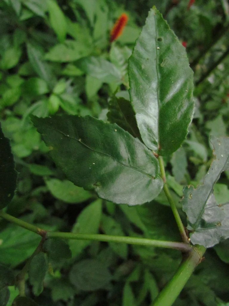 Begonia fuscocaulis (47)