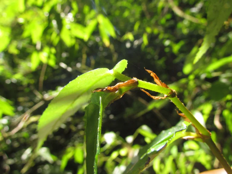 Begonia fuscocaulis (34)