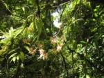 Begonia fuscocaulis (32)