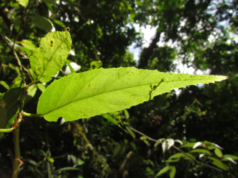 Begonia fuscocaulis (31)