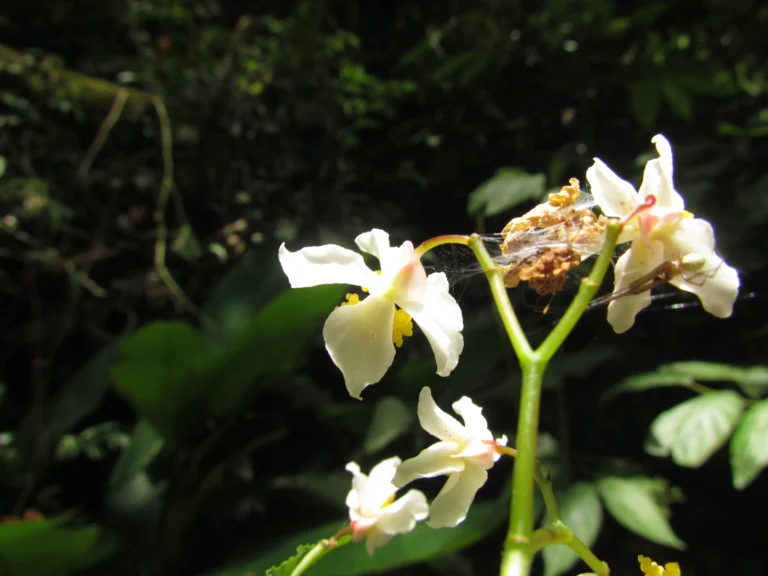 Begonia fuscocaulis (21)