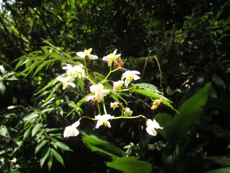 Begonia fuscocaulis (18)