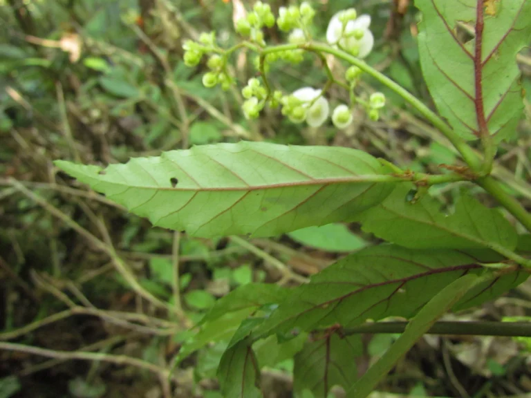 Begonia fuscocaulis (9)